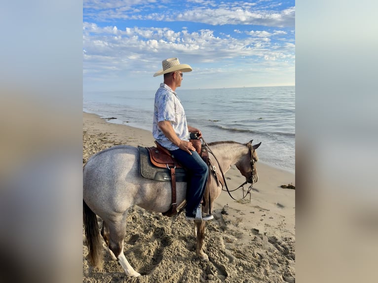 Caballo cuarto de milla Yegua 5 años 152 cm Ruano alazán in Belen