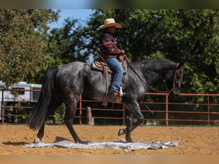 Caballo cuarto de milla Yegua 5 años 152 cm Ruano azulado in Joshua