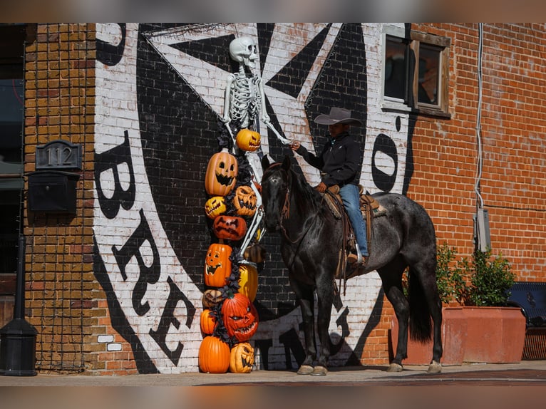 Caballo cuarto de milla Yegua 5 años 152 cm Ruano azulado in Joshua