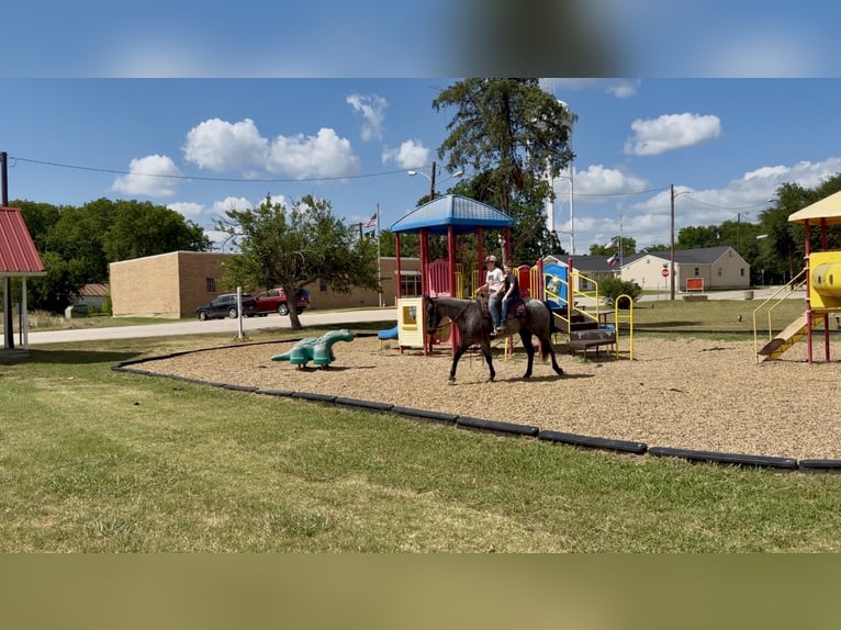 Caballo cuarto de milla Yegua 5 años 152 cm Ruano azulado in Kaufman