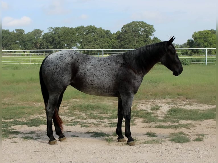 Caballo cuarto de milla Yegua 5 años 152 cm Ruano azulado in Kaufman