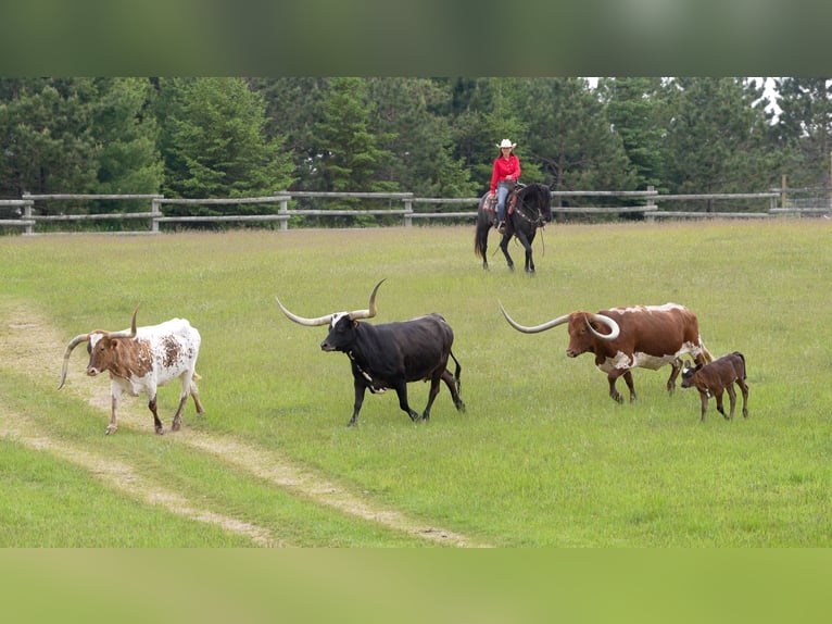 Caballo cuarto de milla Yegua 5 años 152 cm Ruano azulado in Nevis, MN