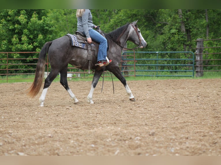 Caballo cuarto de milla Yegua 5 años 152 cm Tordo in Plano