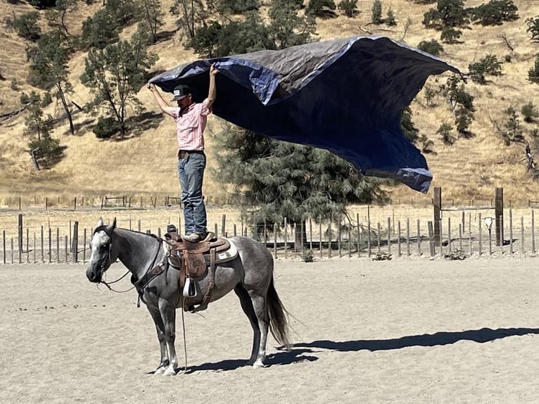 Caballo cuarto de milla Yegua 5 años 152 cm Tordo rodado in Paicines CA