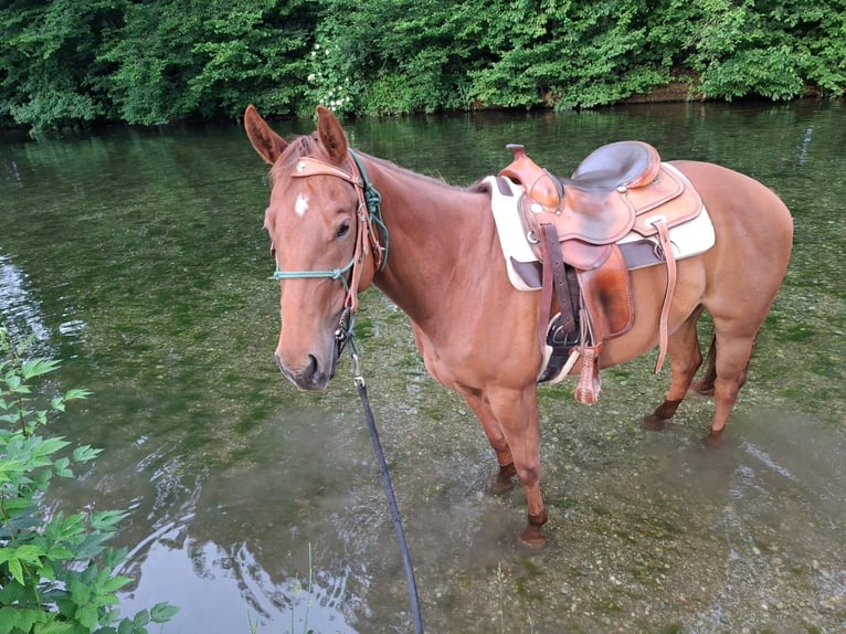 Caballo cuarto de milla Yegua 5 años 153 cm Alazán-tostado in Unterföhring