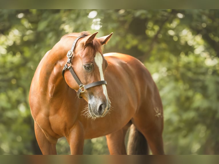 Caballo cuarto de milla Yegua 5 años 153 cm Alazán in Bünde