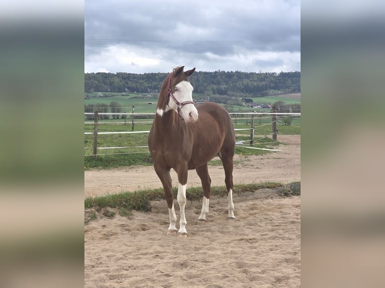 Caballo cuarto de milla Yegua 5 años 154 cm Alazán in Freystadt