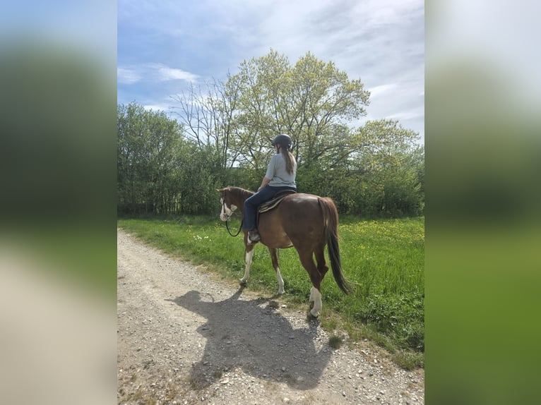 Caballo cuarto de milla Yegua 5 años 154 cm Alazán in Freystadt