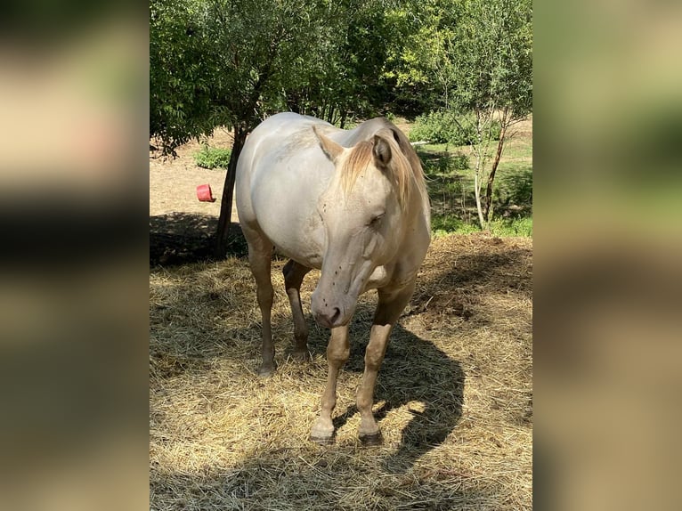 Caballo cuarto de milla Yegua 5 años 154 cm Champán in Hosszuheteny