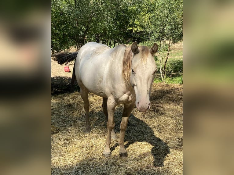 Caballo cuarto de milla Yegua 5 años 154 cm Champán in Hosszuheteny