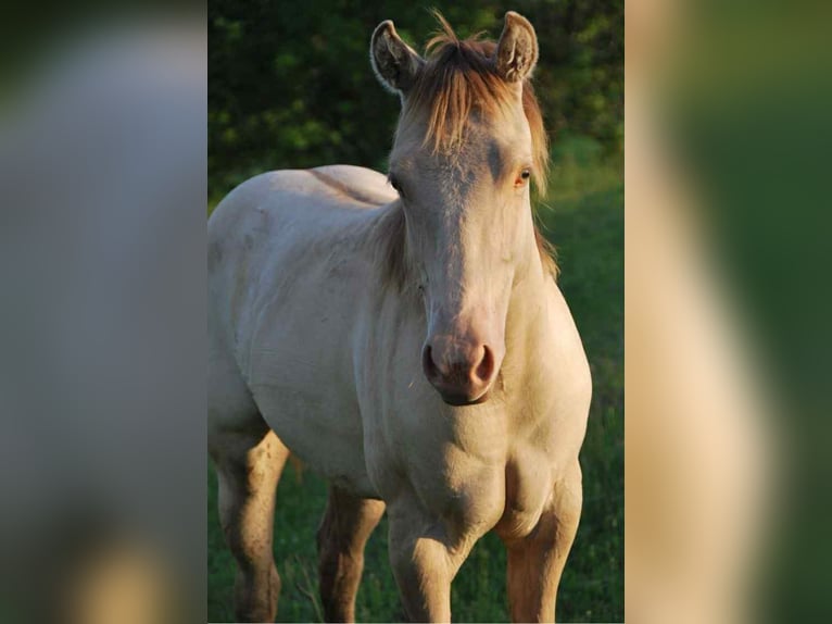 Caballo cuarto de milla Yegua 5 años 154 cm Champán in Hosszuheteny