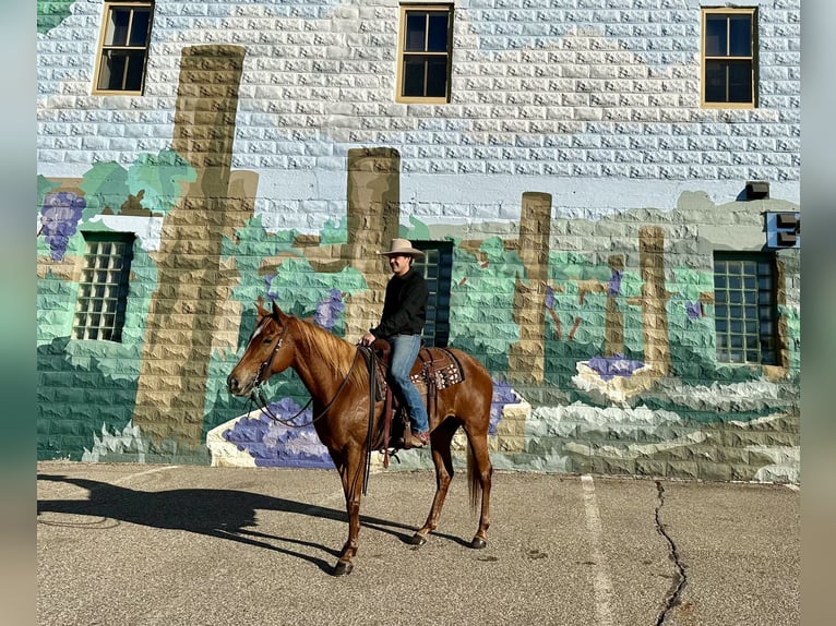 Caballo cuarto de milla Yegua 5 años 155 cm Alazán rojizo in Cannon Falls, MN