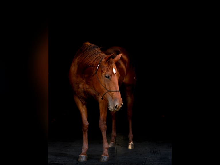 Caballo cuarto de milla Yegua 5 años 155 cm Alazán rojizo in Lebanon, MO