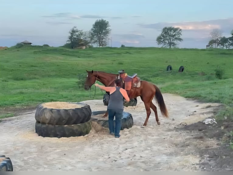 Caballo cuarto de milla Yegua 5 años 155 cm Alazán rojizo in Lebanon, MO