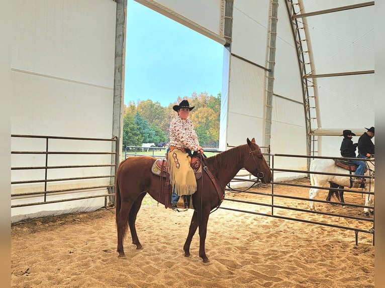 Caballo cuarto de milla Yegua 5 años 155 cm Alazán rojizo in Lebanon, MO