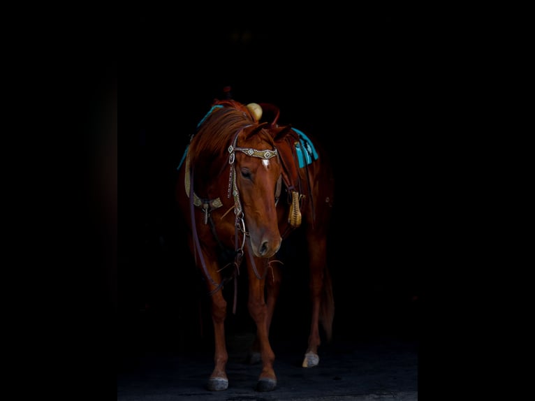 Caballo cuarto de milla Yegua 5 años 155 cm Alazán rojizo in Lebanon, MO