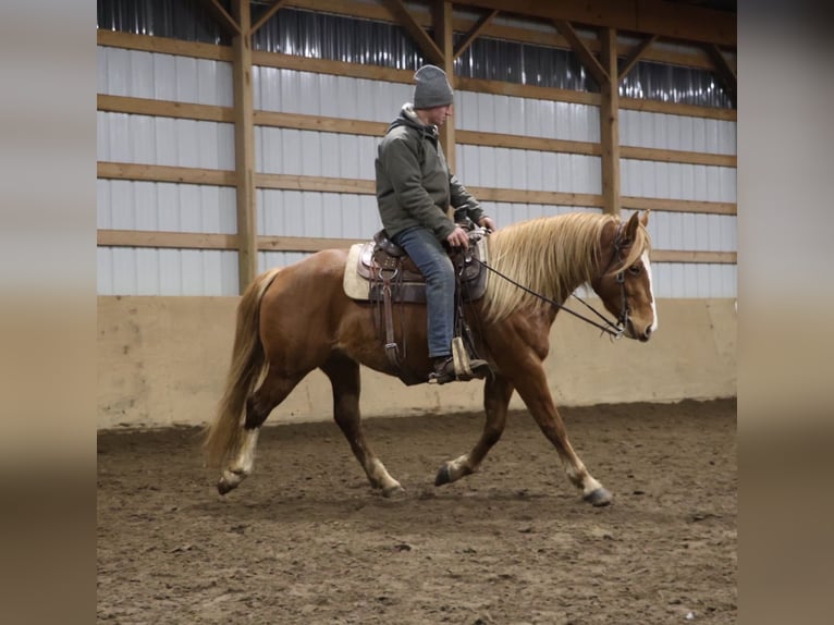 Caballo cuarto de milla Mestizo Yegua 5 años 155 cm Alazán-tostado in Howell