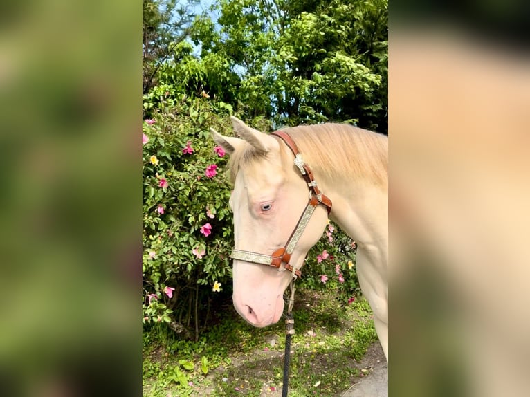 Caballo cuarto de milla Yegua 5 años 155 cm Perlino in Agropoli
