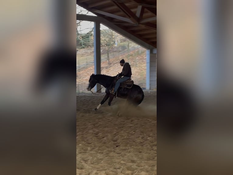 Caballo cuarto de milla Yegua 5 años 156 cm Castaño in Materamatera