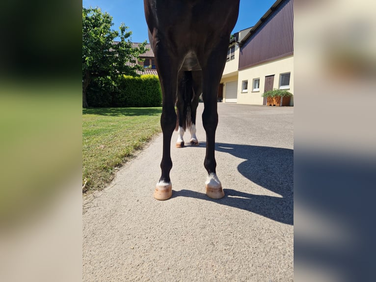 Caballo cuarto de milla Yegua 5 años 156 cm Negro in Korntal-Münchingen