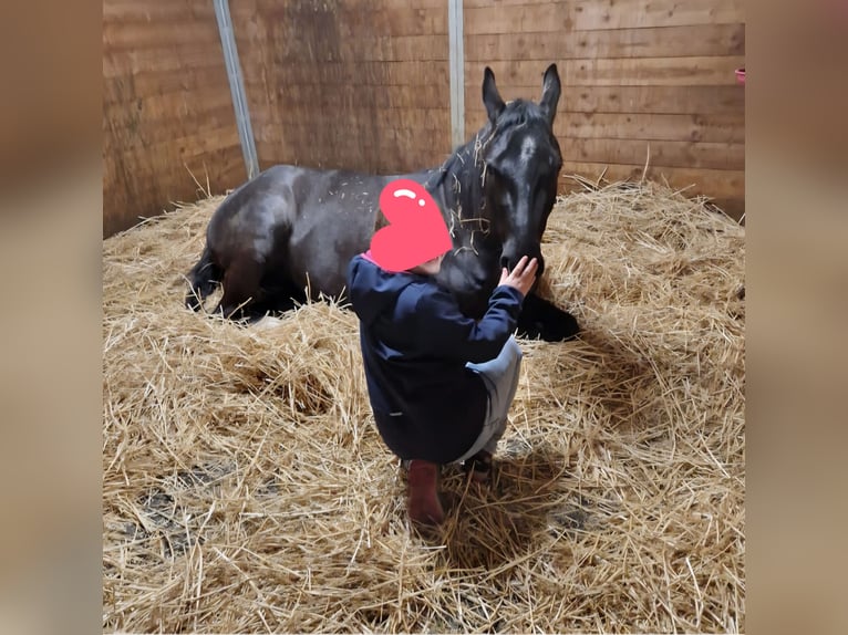 Caballo cuarto de milla Yegua 5 años 156 cm Negro in Korntal-Münchingen