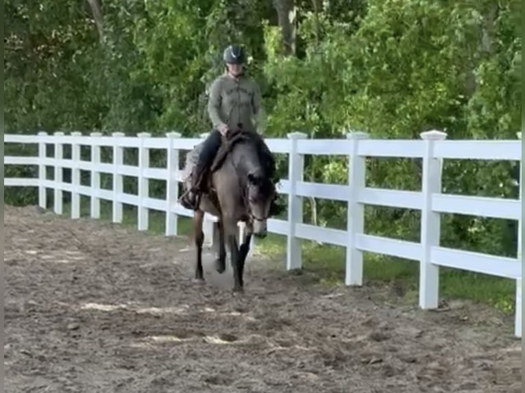 Caballo cuarto de milla Mestizo Yegua 5 años 157 cm Buckskin/Bayo in Battenberg (Eder)