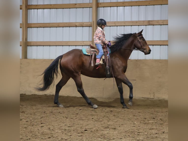 Caballo cuarto de milla Yegua 5 años 157 cm Castaño rojizo in Howell