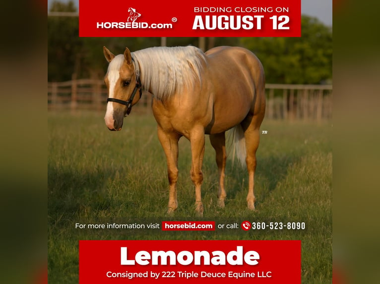 Caballo cuarto de milla Yegua 5 años 157 cm Palomino in Weatherford, TX