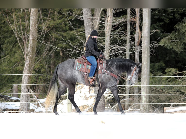 Caballo cuarto de milla Yegua 5 años 157 cm Tordo in Clarion, PA