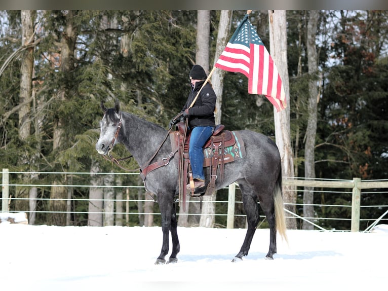 Caballo cuarto de milla Yegua 5 años 157 cm Tordo in Clarion, PA