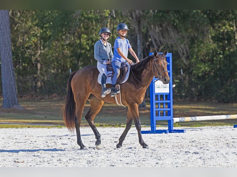 Caballo cuarto de milla Yegua 5 años 160 cm Castaño rojizo in Ocala