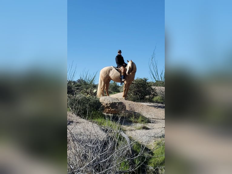 Caballo cuarto de milla Yegua 5 años 160 cm Palomino in Terrell, TX