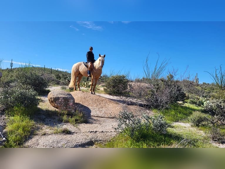 Caballo cuarto de milla Yegua 5 años 160 cm Palomino in Terrell, TX