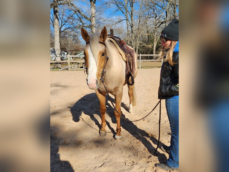 Caballo cuarto de milla Yegua 5 años 160 cm Palomino in Terrell, TX