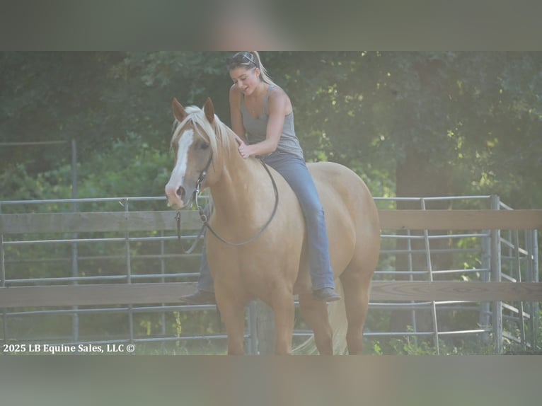 Caballo cuarto de milla Yegua 5 años 160 cm Palomino in Terrell, TX