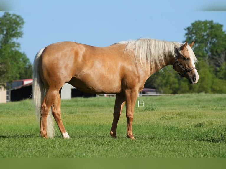 Caballo cuarto de milla Yegua 5 años 160 cm Palomino in Terrell, TX