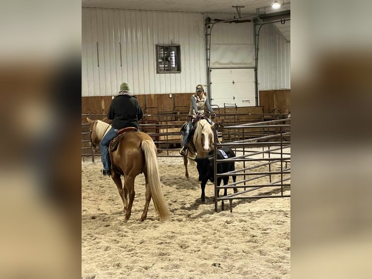 Caballo cuarto de milla Yegua 5 años 160 cm Palomino in Terrell, TX