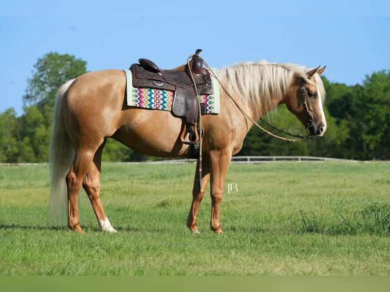 Caballo cuarto de milla Yegua 5 años 160 cm Palomino in Terrell, TX