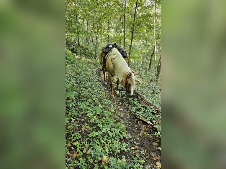 Caballo cuarto de milla Yegua 5 años 160 cm Palomino in Terrell, TX