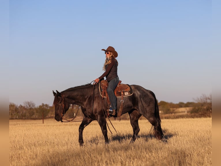 Caballo cuarto de milla Yegua 5 años 160 cm Ruano azulado in Ranger