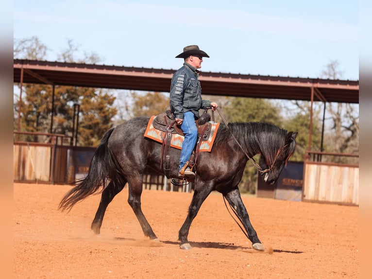 Caballo cuarto de milla Yegua 5 años 160 cm Ruano azulado in Ranger