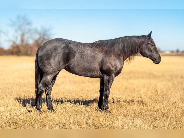 Caballo cuarto de milla Yegua 5 años 160 cm Ruano azulado in Ranger