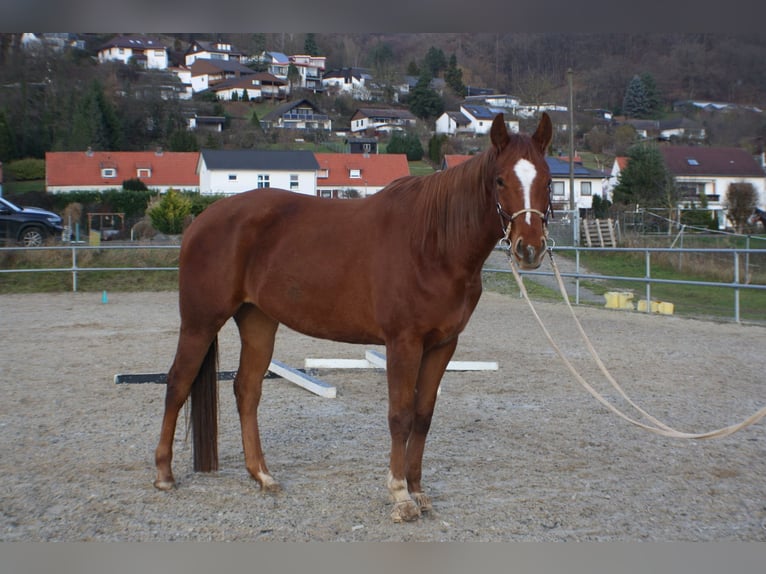 Caballo cuarto de milla Yegua 5 años 162 cm Alazán in Meinhard