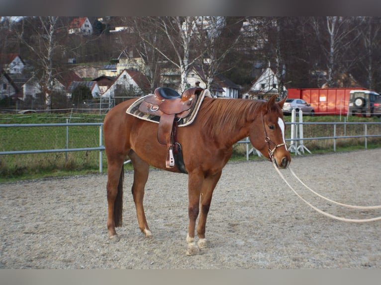 Caballo cuarto de milla Yegua 5 años 162 cm Alazán in Meinhard