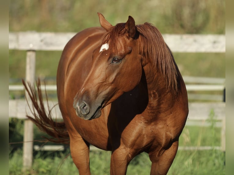 Caballo cuarto de milla Mestizo Yegua 5 años 162 cm Alazán in Waldshut-Tiengen