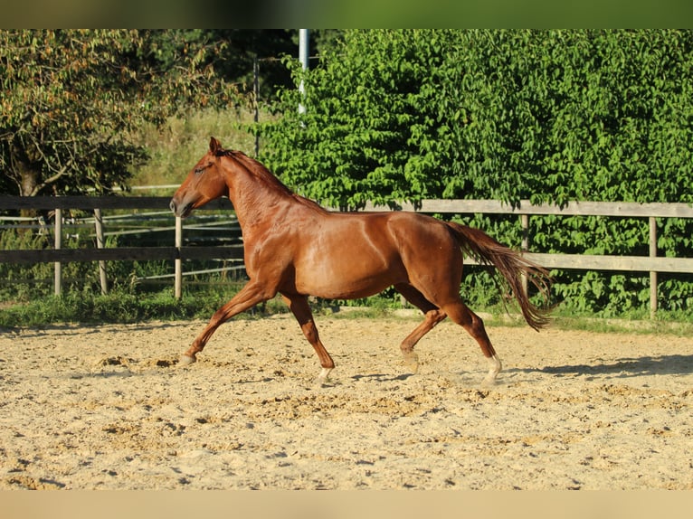 Caballo cuarto de milla Mestizo Yegua 5 años 162 cm Alazán in Waldshut-Tiengen