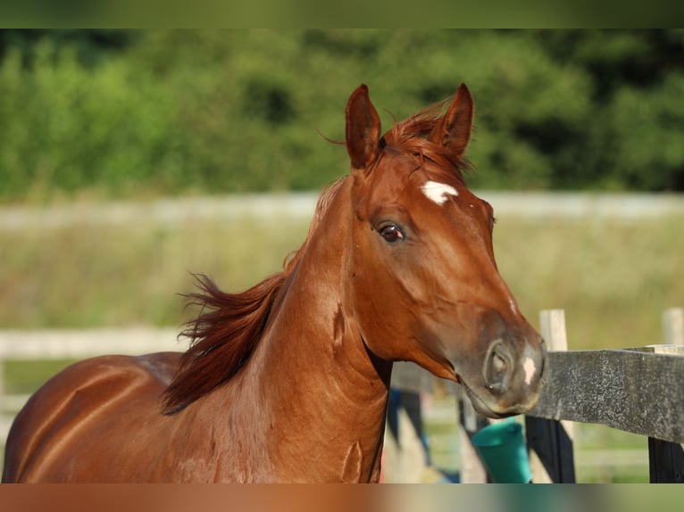 Caballo cuarto de milla Mestizo Yegua 5 años 162 cm Alazán in Waldshut-Tiengen