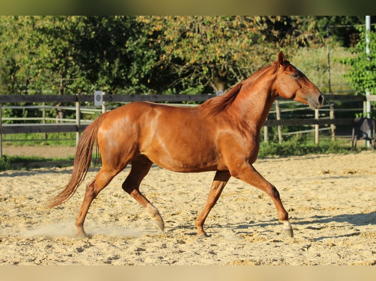 Caballo cuarto de milla Mestizo Yegua 5 años 162 cm Alazán in Waldshut-Tiengen