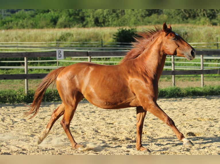 Caballo cuarto de milla Mestizo Yegua 5 años 162 cm Alazán in Waldshut-Tiengen