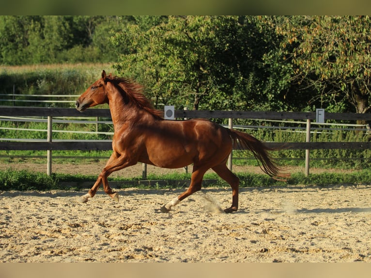 Caballo cuarto de milla Mestizo Yegua 5 años 162 cm Alazán in Waldshut-Tiengen